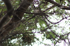 Campylorhynchus jocosus