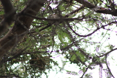 Campylorhynchus jocosus