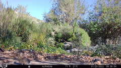 Sylvilagus audubonii