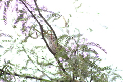 Campylorhynchus jocosus