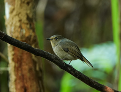 Niltava macgrigoriae