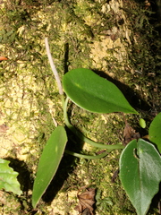 Peperomia peltilimba