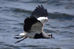 Vanellus chilensis chilensis