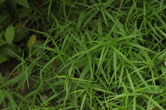 Melampyrum argyrocomum