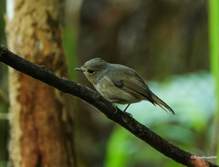 Niltava macgrigoriae