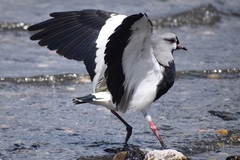 Vanellus chilensis chilensis