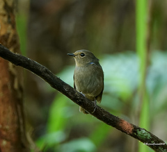 Niltava macgrigoriae