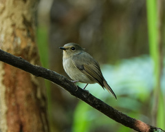 Niltava macgrigoriae