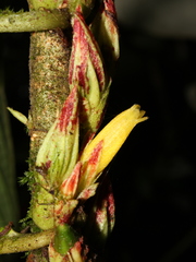 Columnea consanguinea