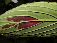 Columnea consanguinea