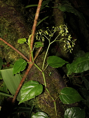 Begonia glabra