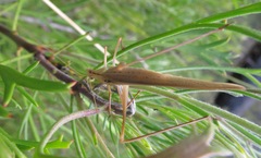 Tettigoniidae