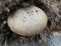Agaricus buckmacadooi