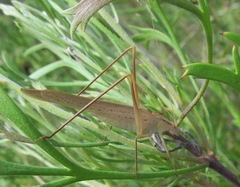 Tettigoniidae