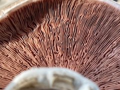 Agaricus buckmacadooi