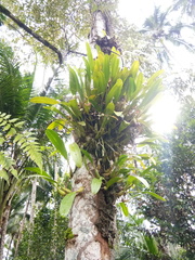 Bulbophyllum maxillare