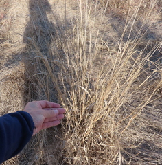 Trichloris pluriflora