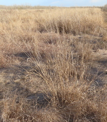 Trichloris pluriflora