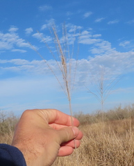 Trichloris pluriflora