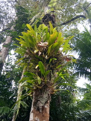 Bulbophyllum maxillare