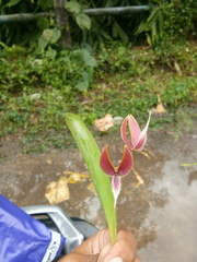 Bulbophyllum maxillare