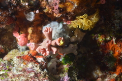 Cladopsammia gracilis