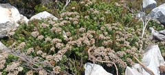 Ozothamnus rodwayi