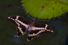 Heraclides aristodemus