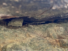 Liburnascincus mundivensis