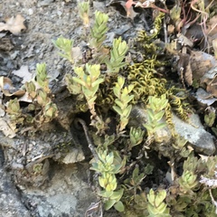 Sedum radiatum radiatum