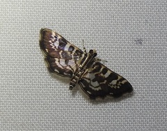Tabidia insanalis