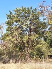Terminalia elliptica