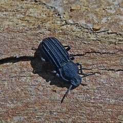 Nyctoporis carinata