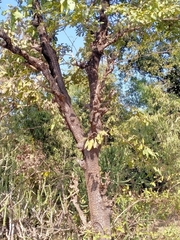 Terminalia elliptica
