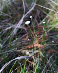 Eriocaulon texense