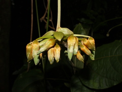 Mucuna monticola