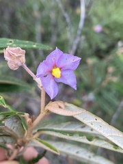 Keraudrenia lanceolata