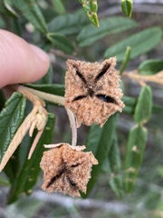 Keraudrenia lanceolata