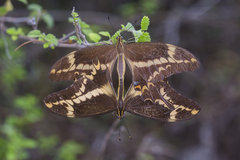 Heraclides aristodemus