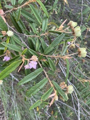 Keraudrenia lanceolata