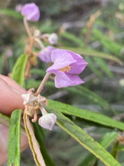 Keraudrenia lanceolata