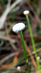 Eriocaulon texense