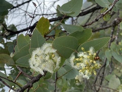 Eucalyptus shirleyi