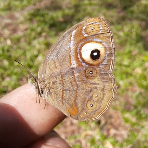 Photo of Malabar Glad-eye Bushbrown (Mycalesis junonia)