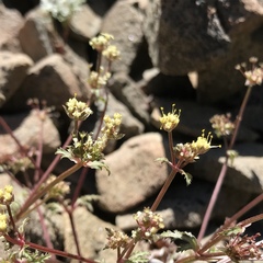 Sanicula saxatilis