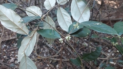 Elaeagnus conferta