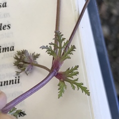 Sanicula saxatilis