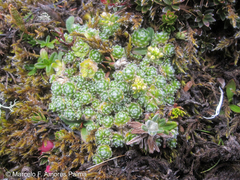 Draba aretioides