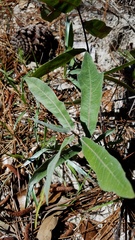 Quercus incana