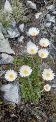 Xerochrysum milliganii
